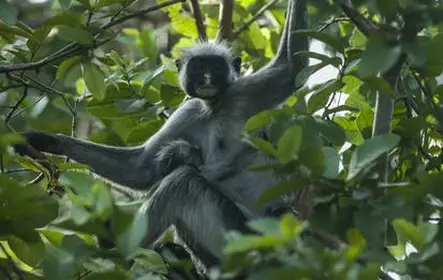 Zanzibar Jozani Forest tour privado