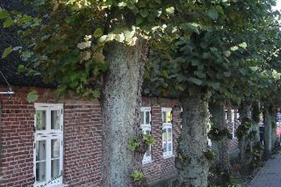 foto-1