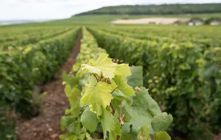 Champanhe matinal e produtores familiares de Reims